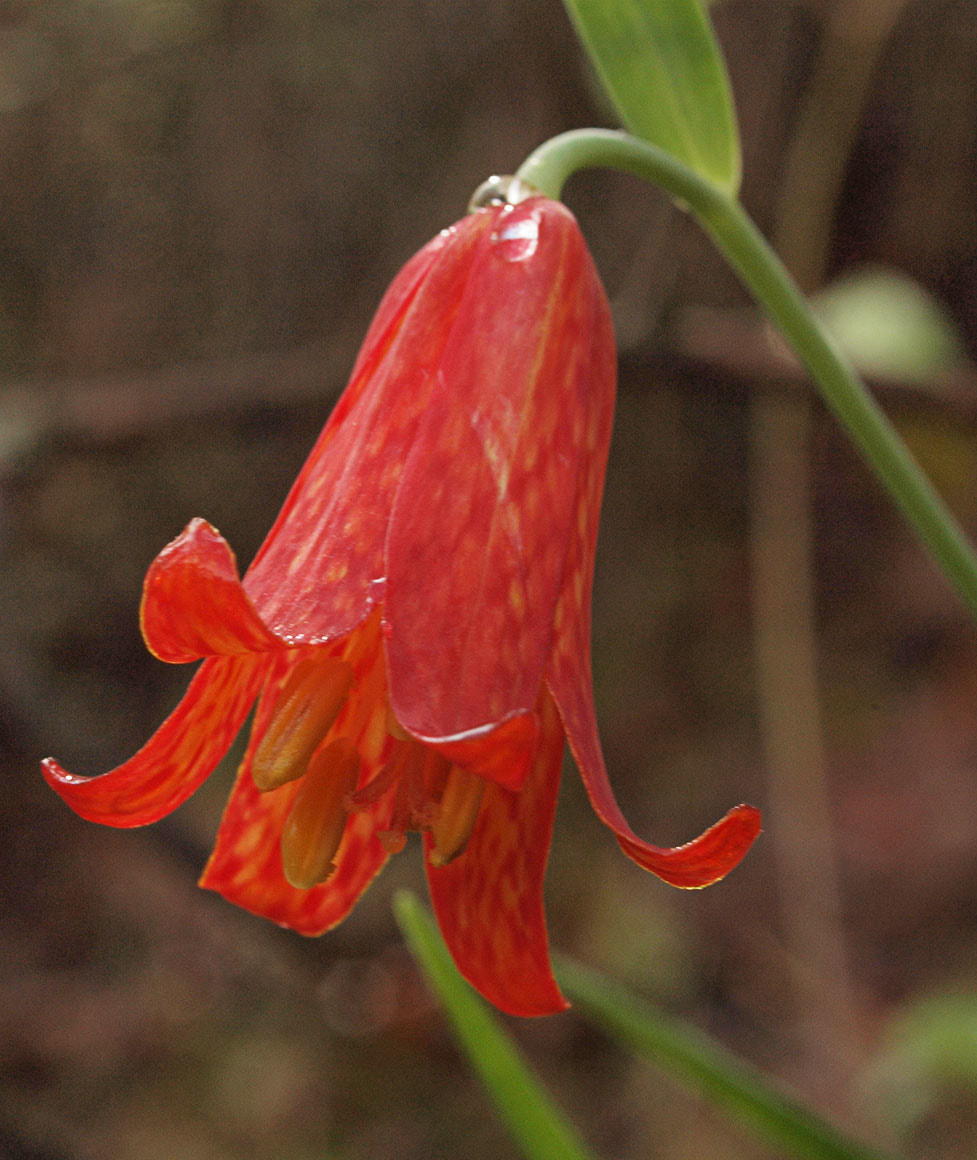 Fritillaria recurva