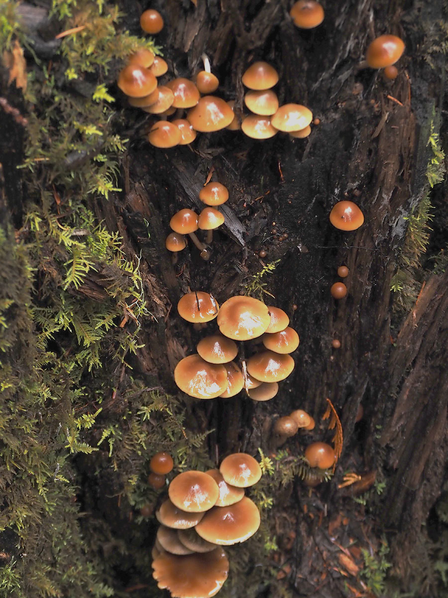 Galerina marginata (Funeral bells)