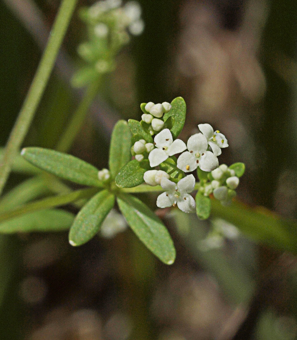 Galium trifidum ssp. oreganum