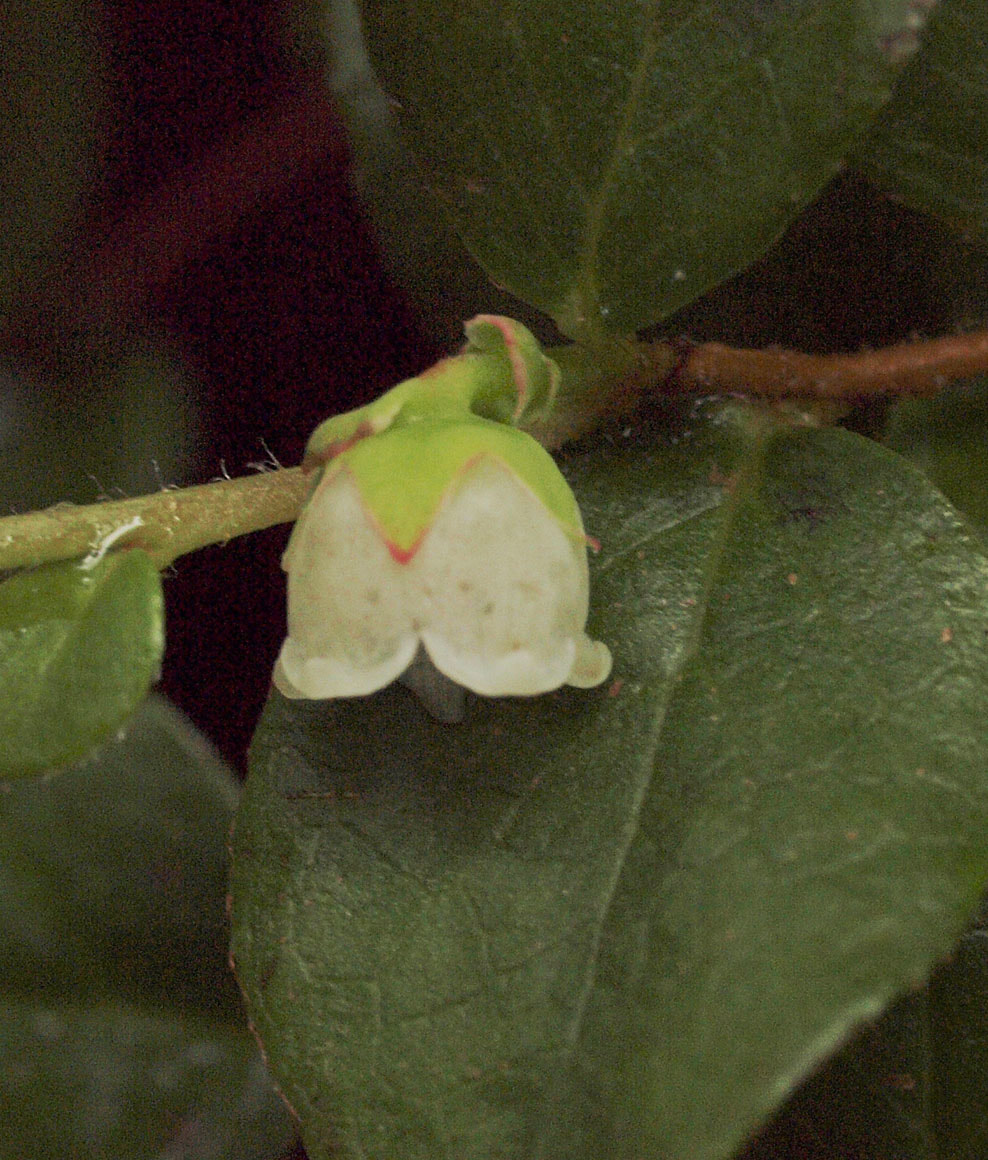 Gaultheria humifusa