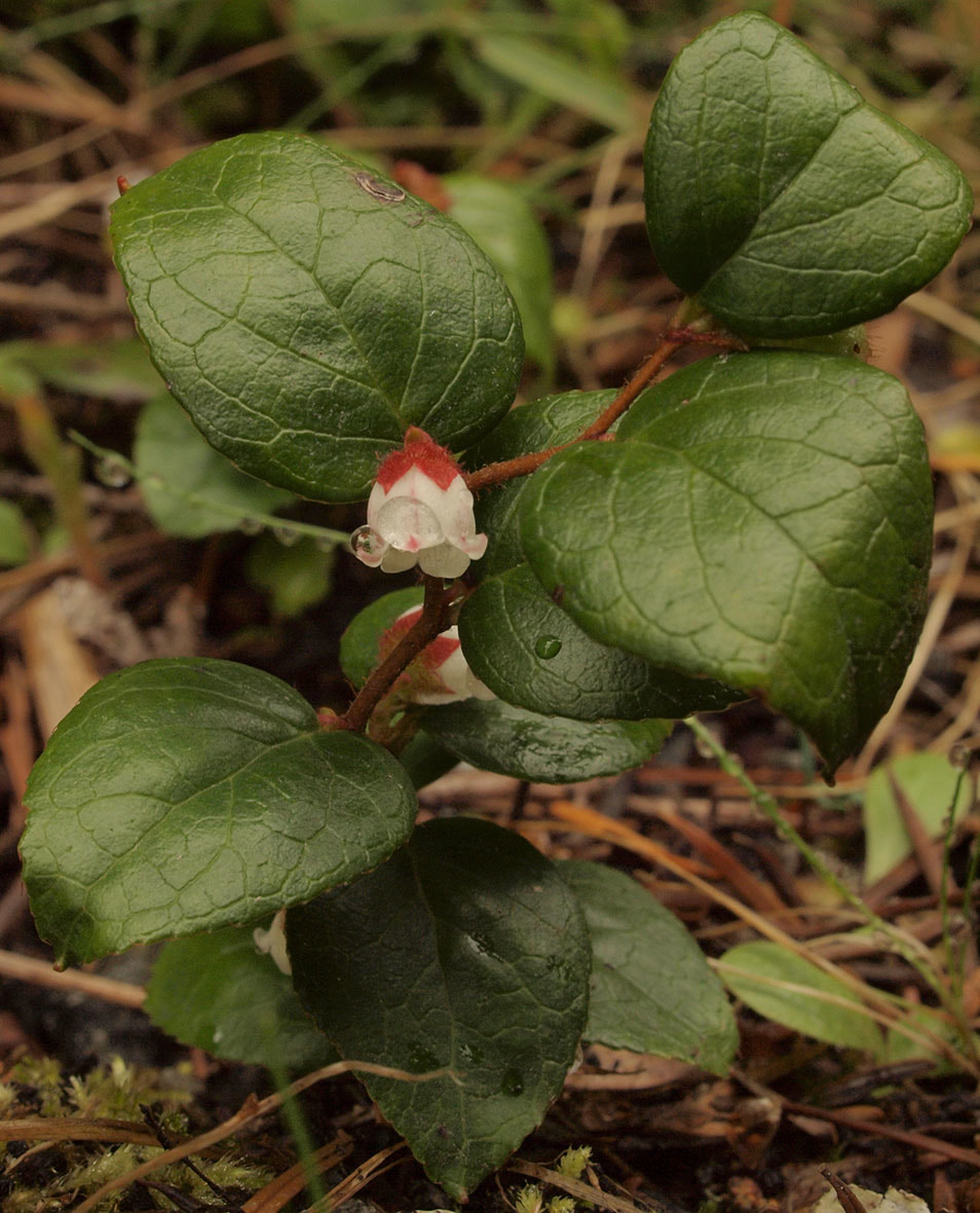 Gaultheria ovatifolia
