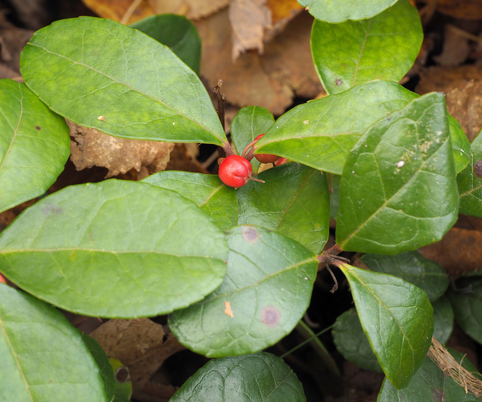 Gaultheria procumbens
