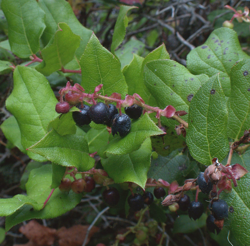 Gaultheria shallon