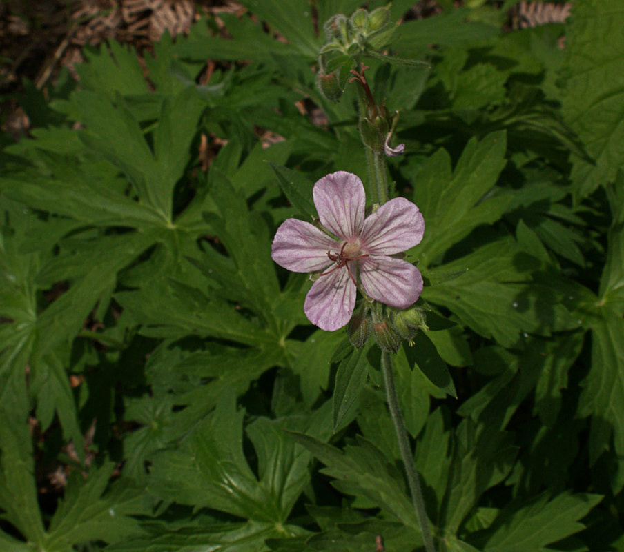 Geranium richardsonii