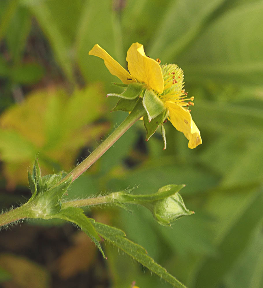 Geum aleppicum