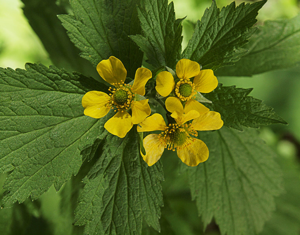 Geum macrophyllum var. macrophyllum