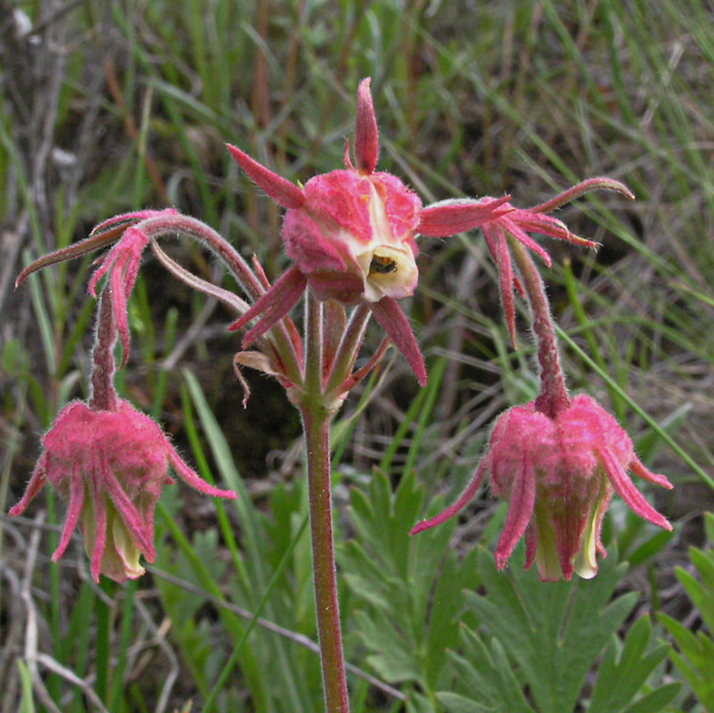 Geum triflorum var. ciliatum