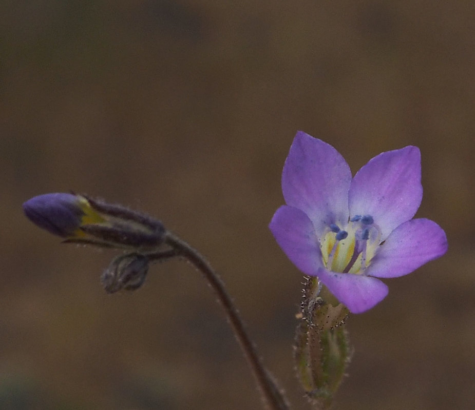 Gilia inconspicua