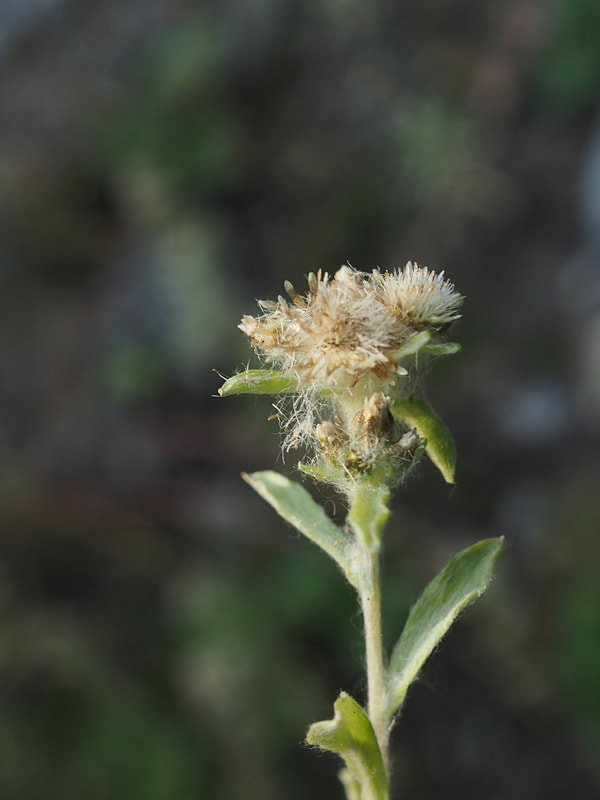 Gnaphalium palustre