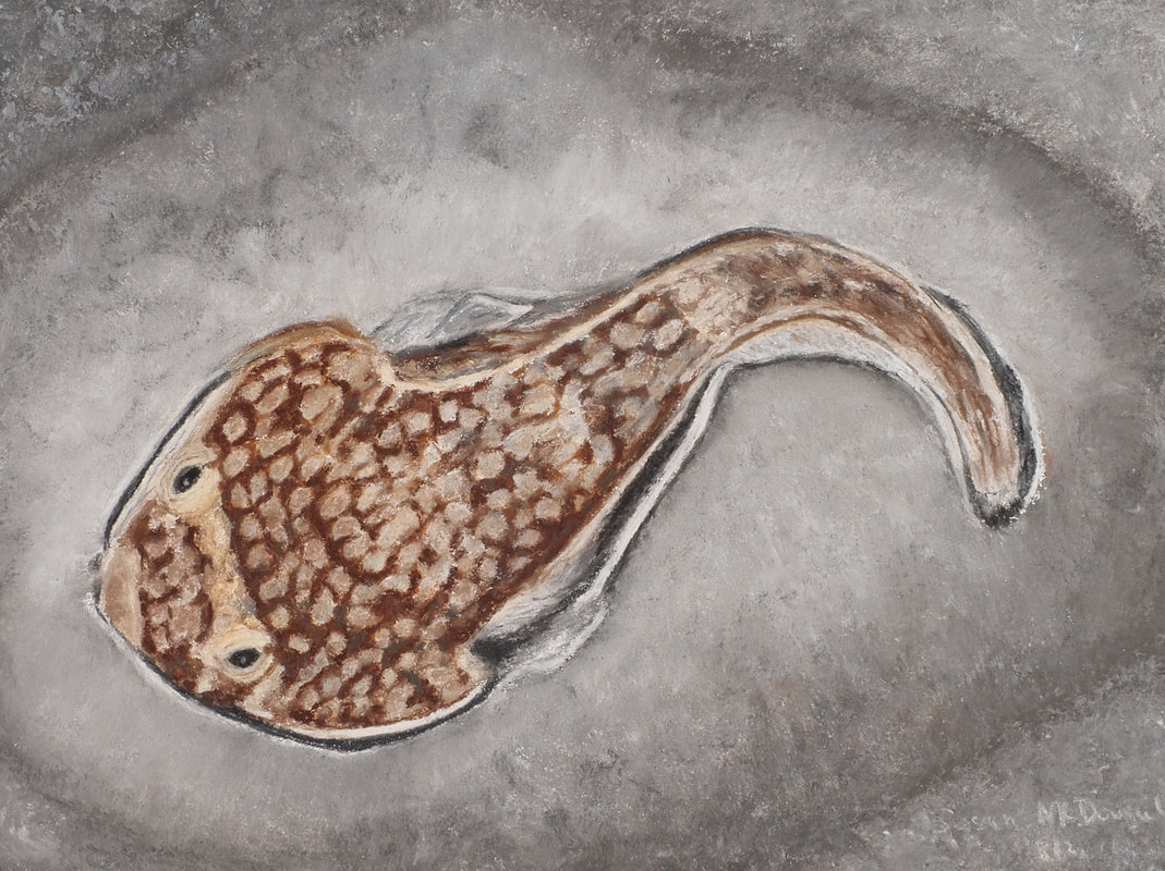 Northern Clingfish (Gobiesox maeandricus)