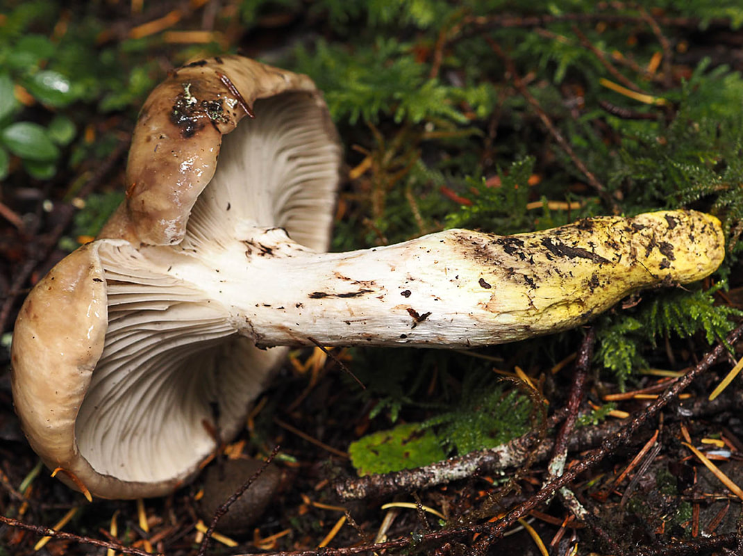 Gomphidius glutinosus (Slimy Gomphidius)