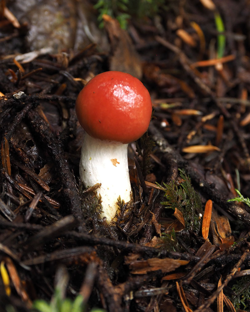 Gomphidius subroseus (Rosy gomphidius) 