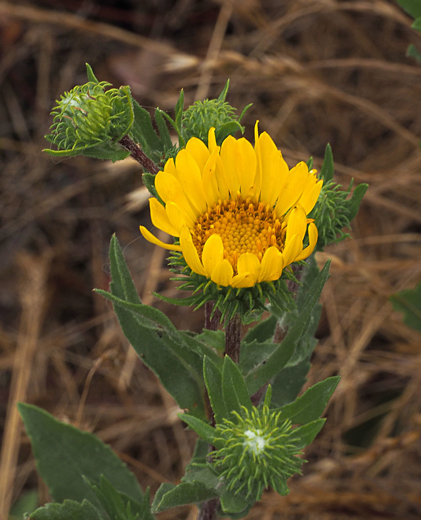 Grindelia integrifolia (Puget Sound gumweed) 
