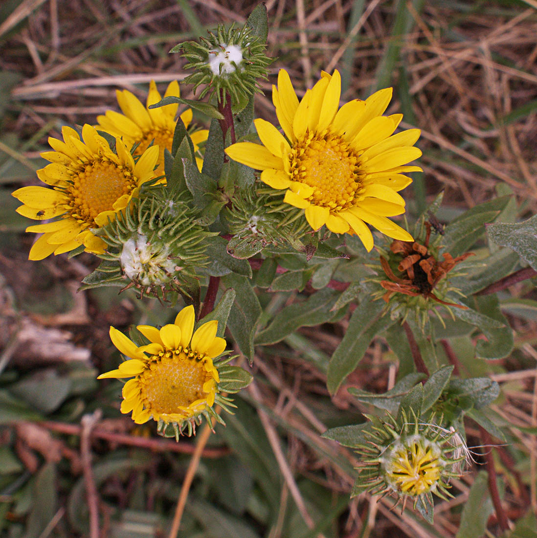 Grindelia stricta var. stricta