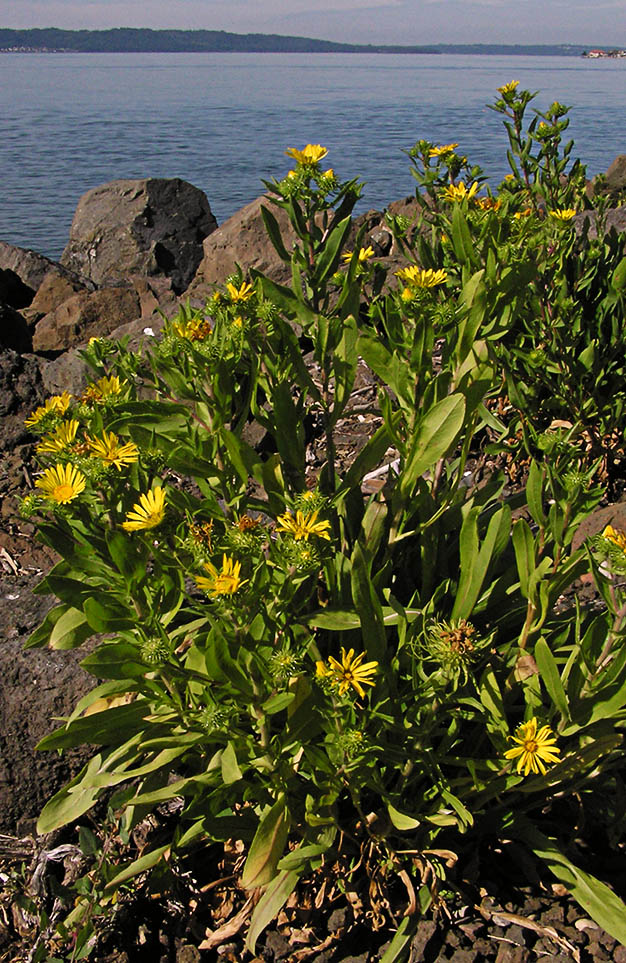 Grindelia integrifolia