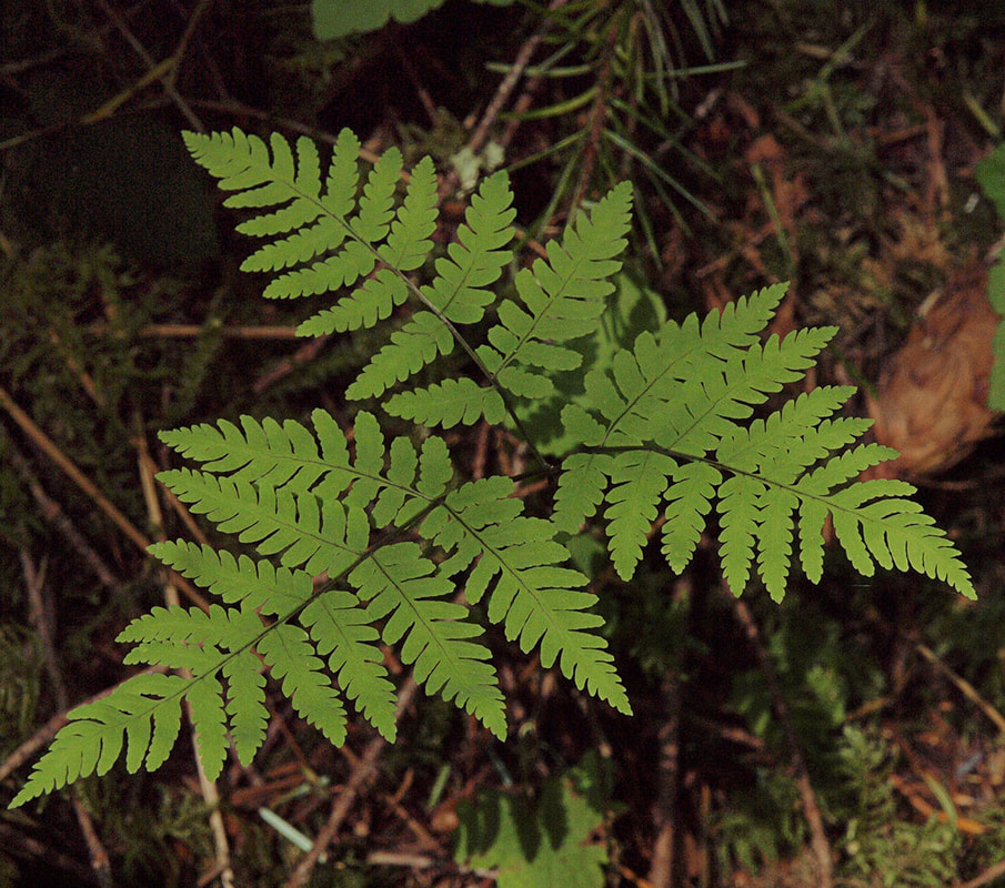 Gymnocarpium disjunctum