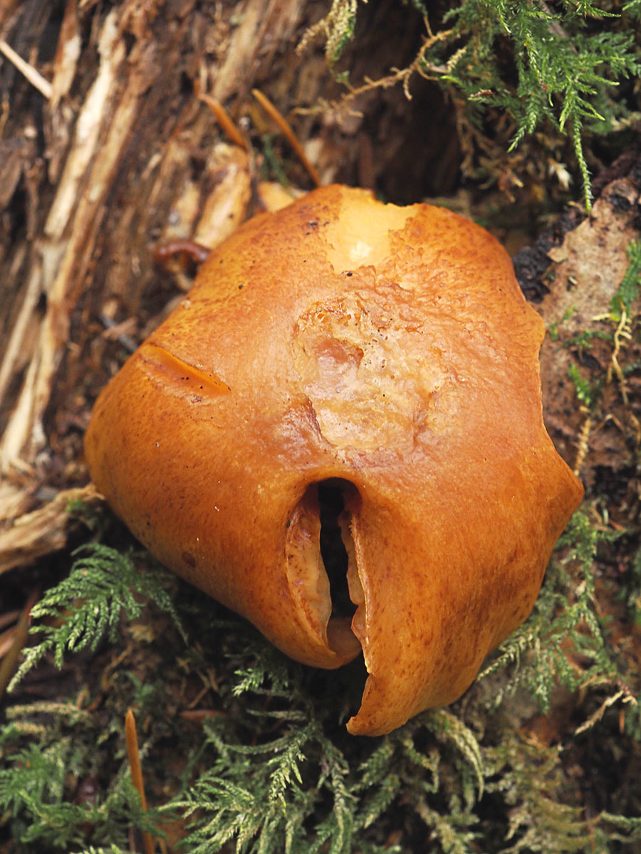 Gymnopilus sapineus (Fir flamecap)