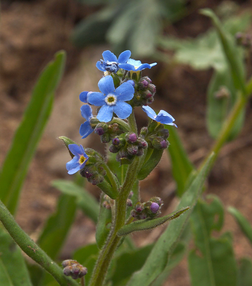 Hackelia micrantha