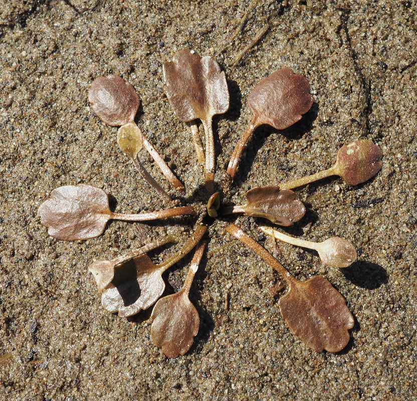 Halerpestes cymbalaria (Alkali buttercup)