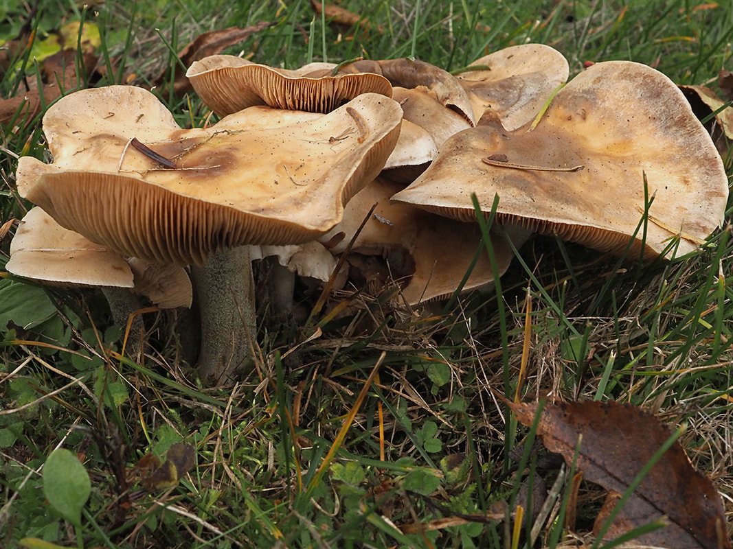 Hebeloma sacchariolens (Sweet poisonpie)