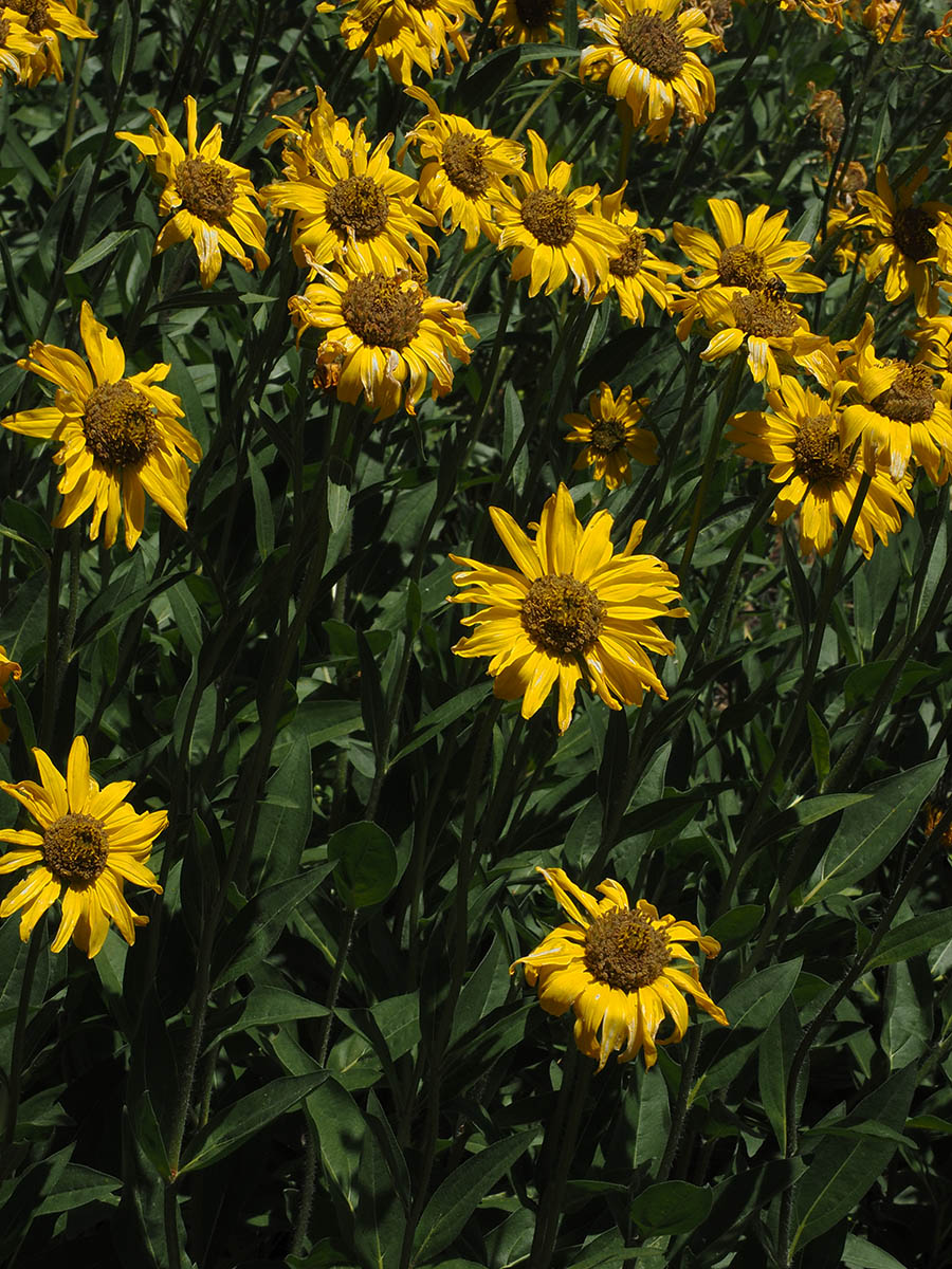 Helianthella uniflora var. douglasii
