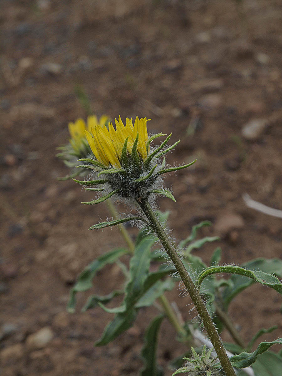 Helianthus cusickii