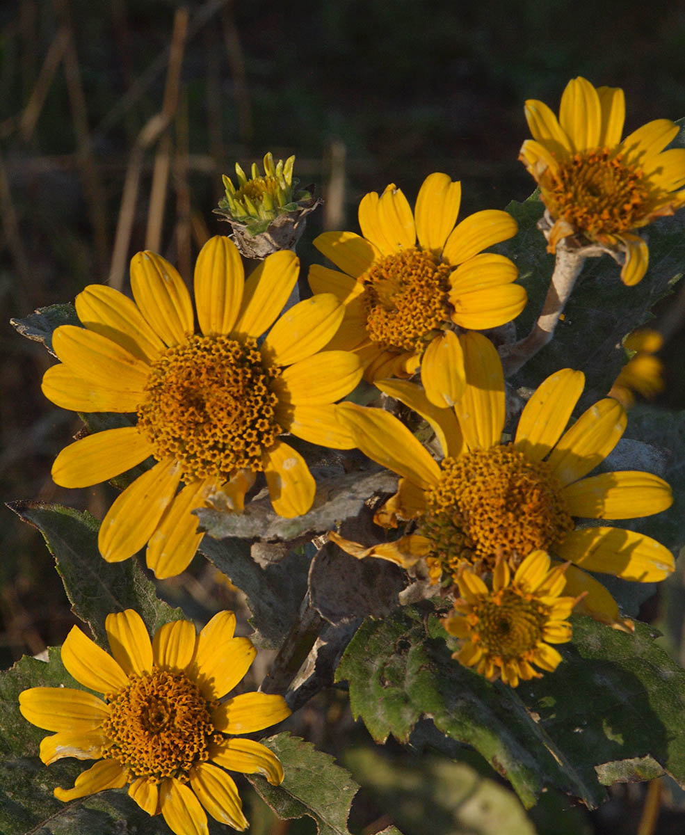 Heliopsis helianthoides