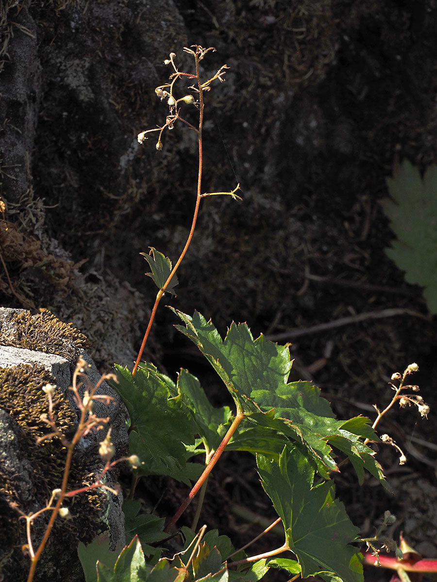 Heuchera glabra