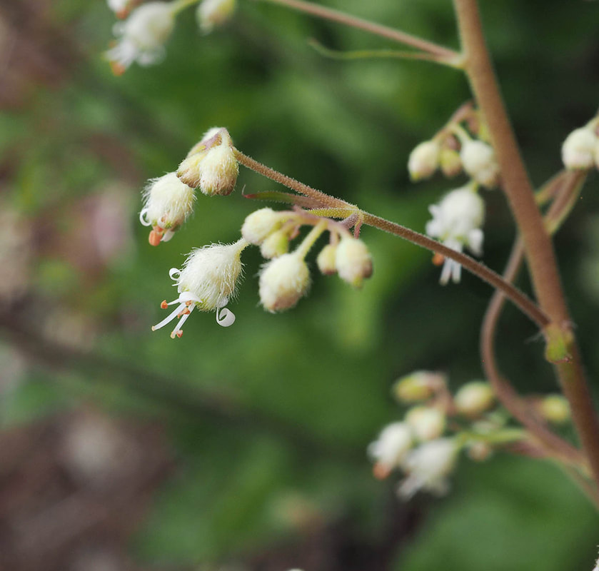 Heuchera micrantha var. diversifolia (Small-flowered alumroot)