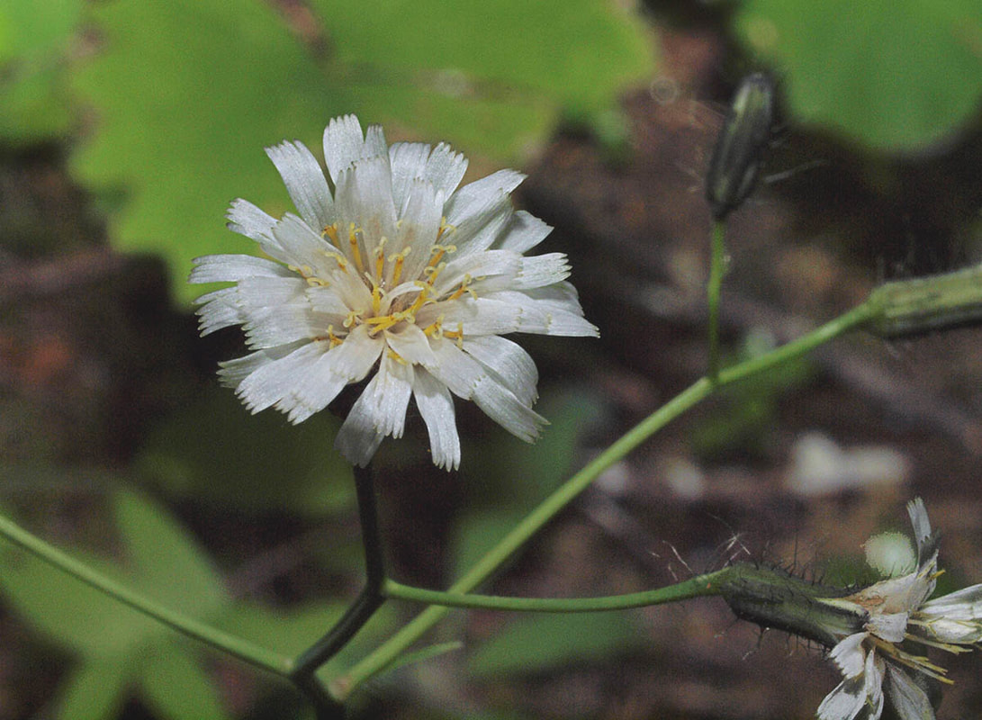 Hieracium albiflorum