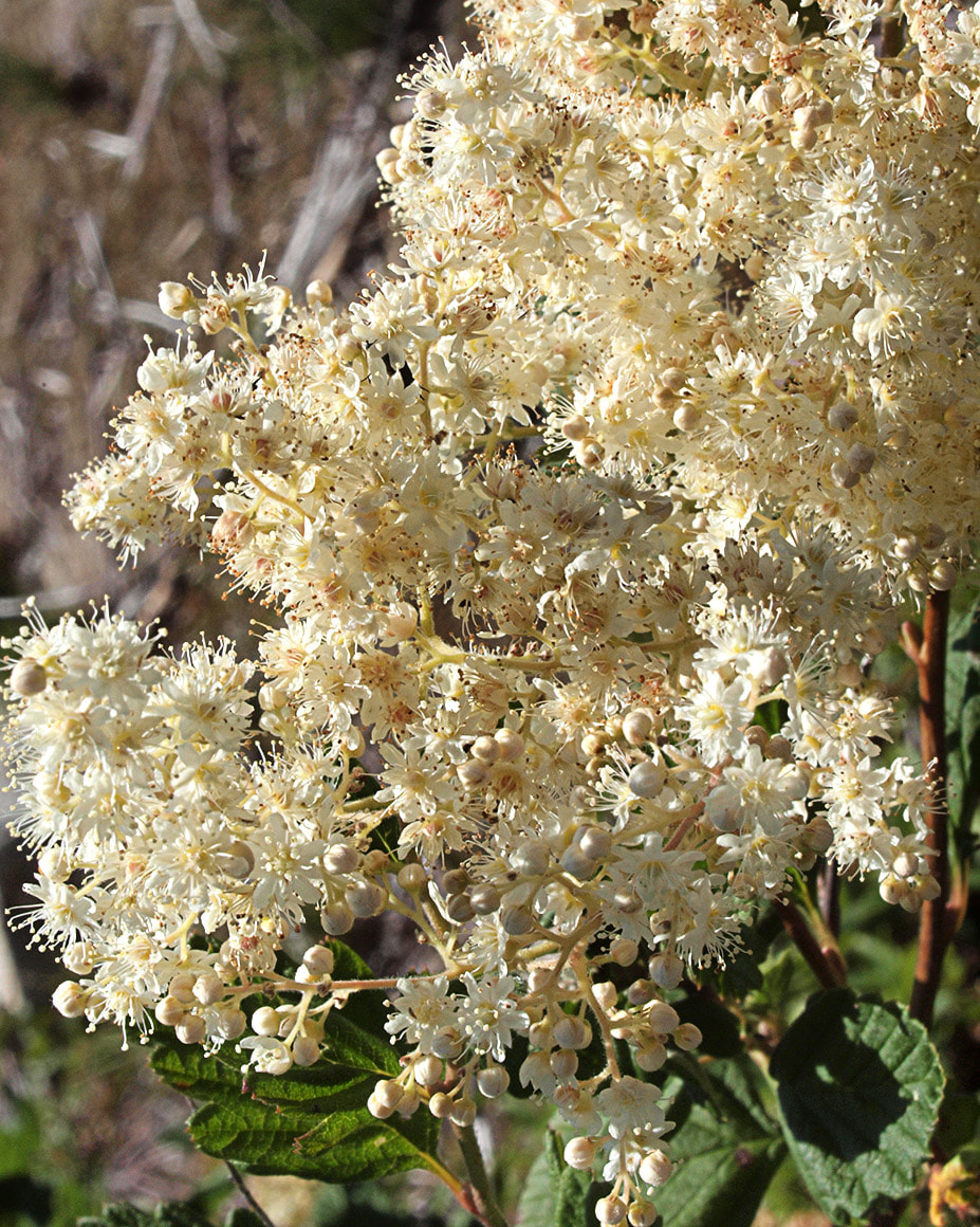 Holodiscus discolor var. discolor