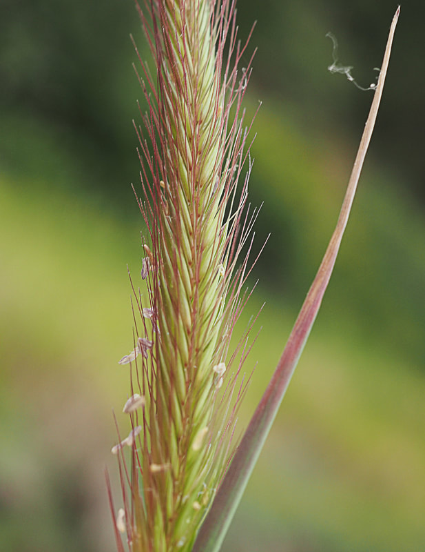 Hordeum brachyantherum ssp. brachyantherum