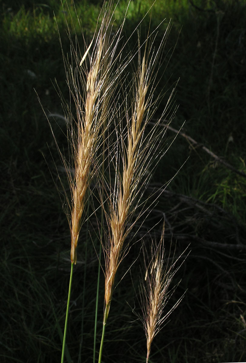 Hordeum jubatum ssp. jubatum