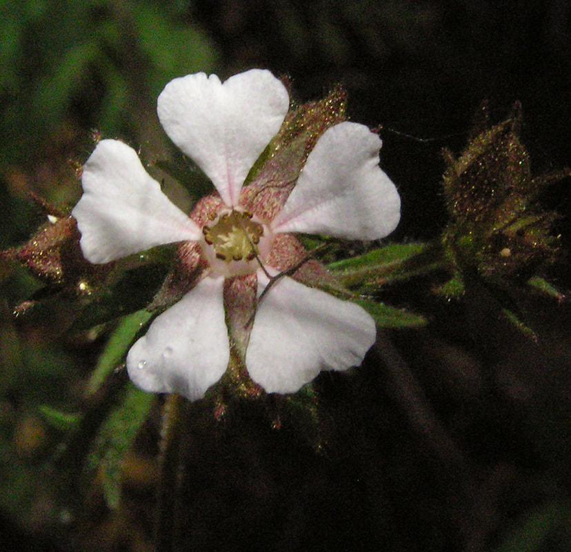 Horkelia fusca var. fusca