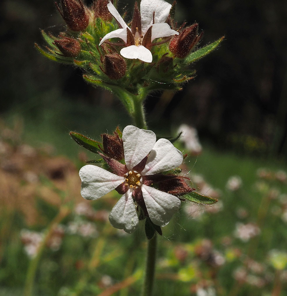Horkelia fusca var. tenella