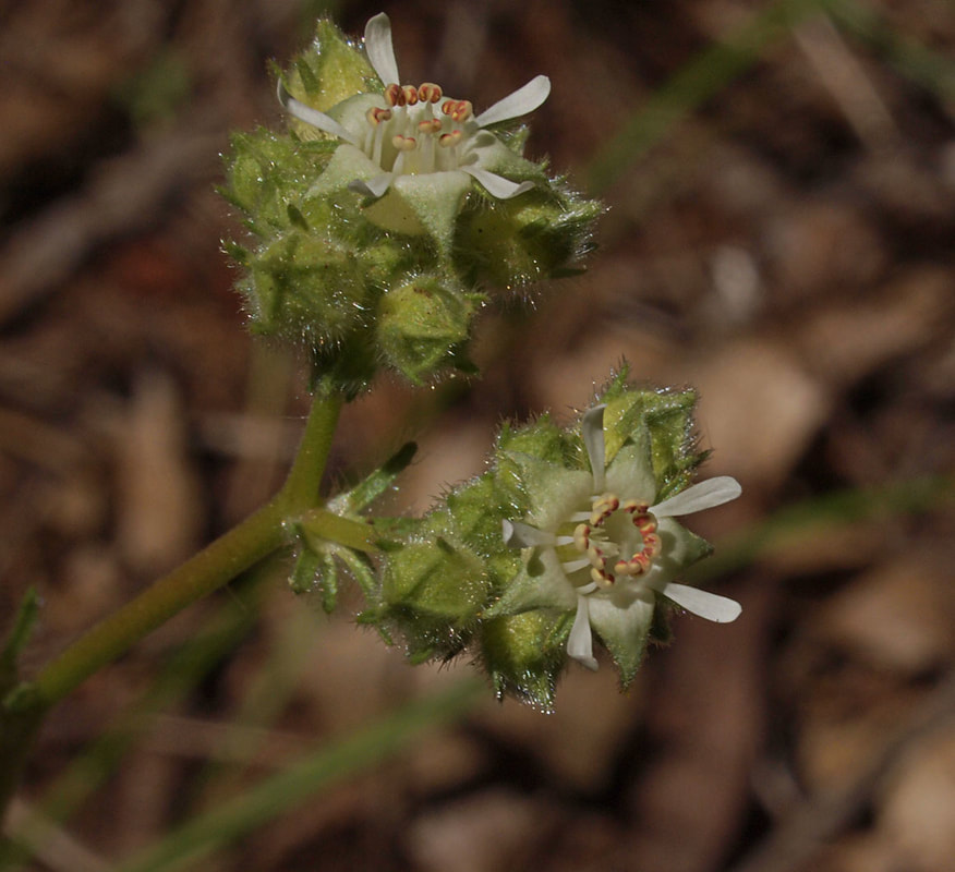 Horkelia tridentata var. tridentata