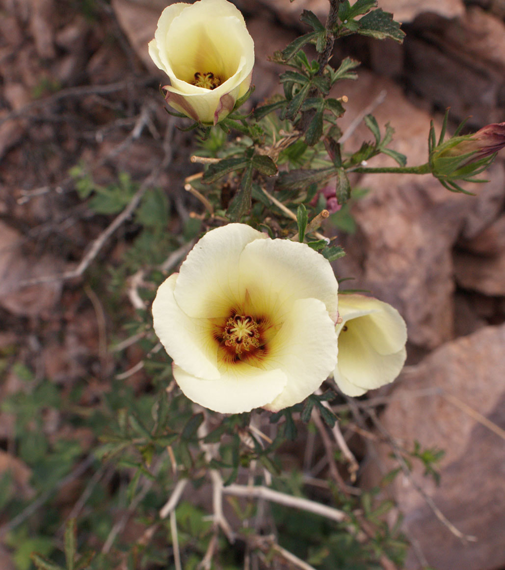 Horsfordia newberryi