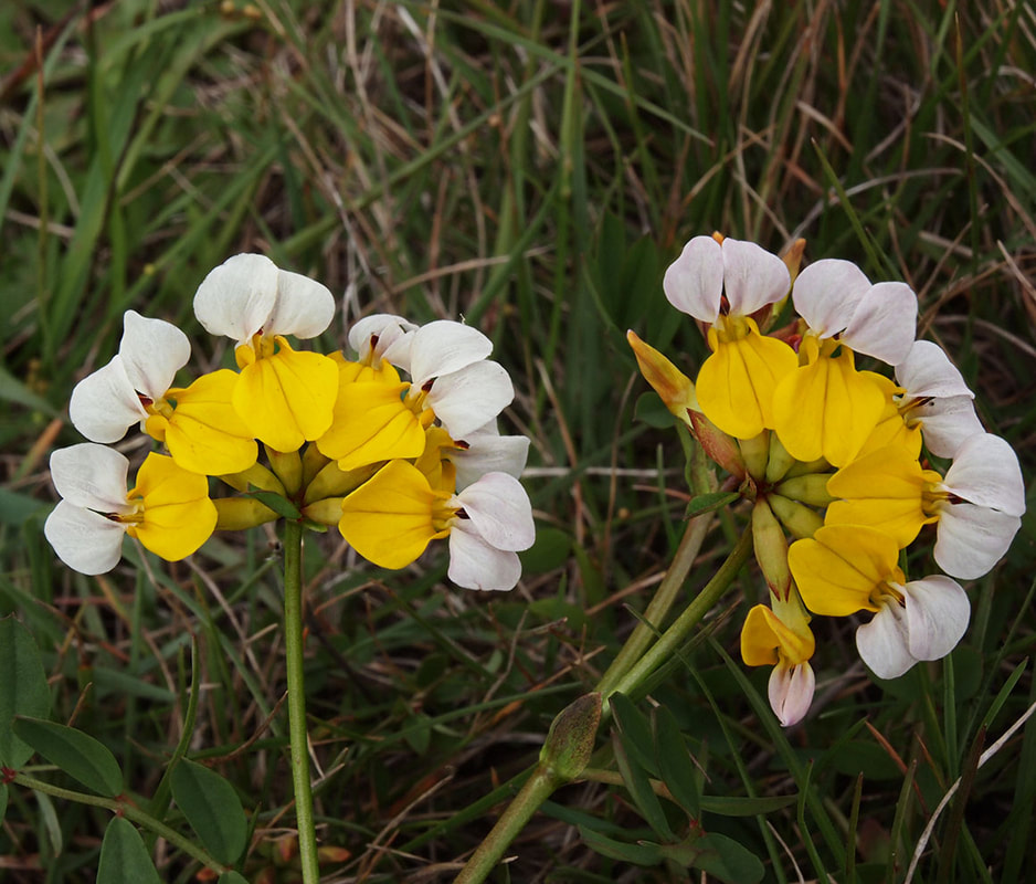 Hosackia gracilis