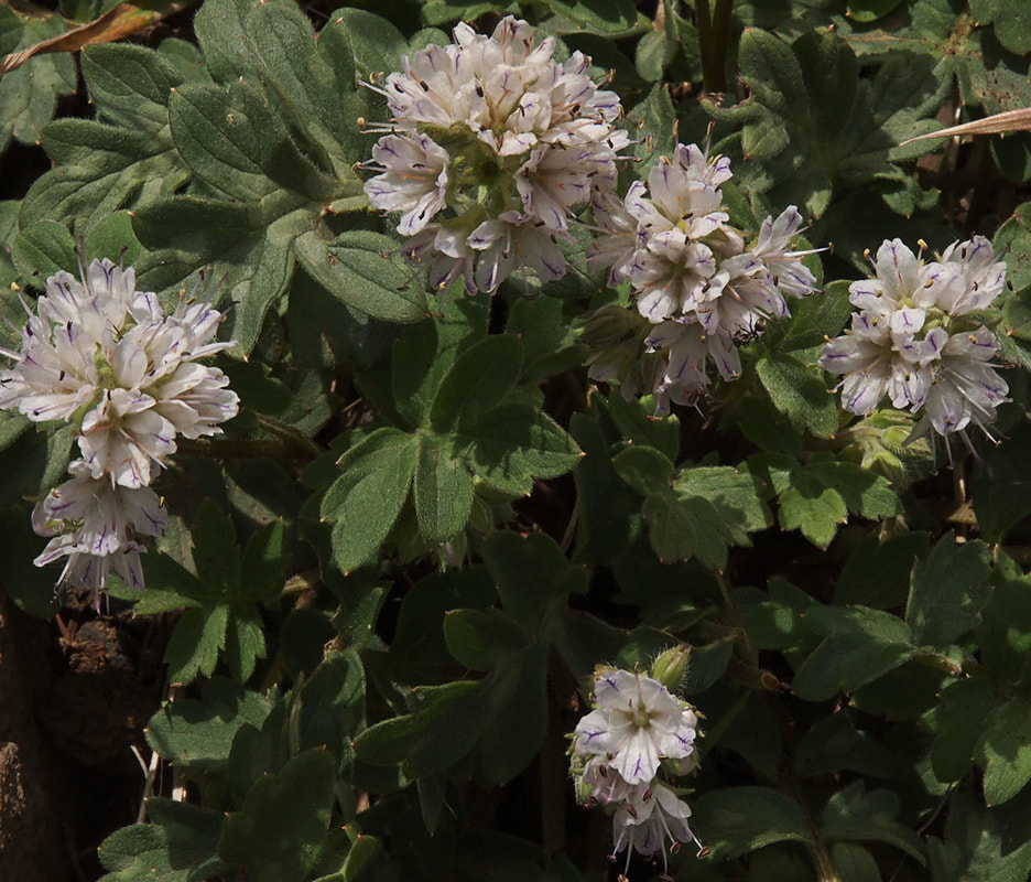 Hydrophyllum occidentale