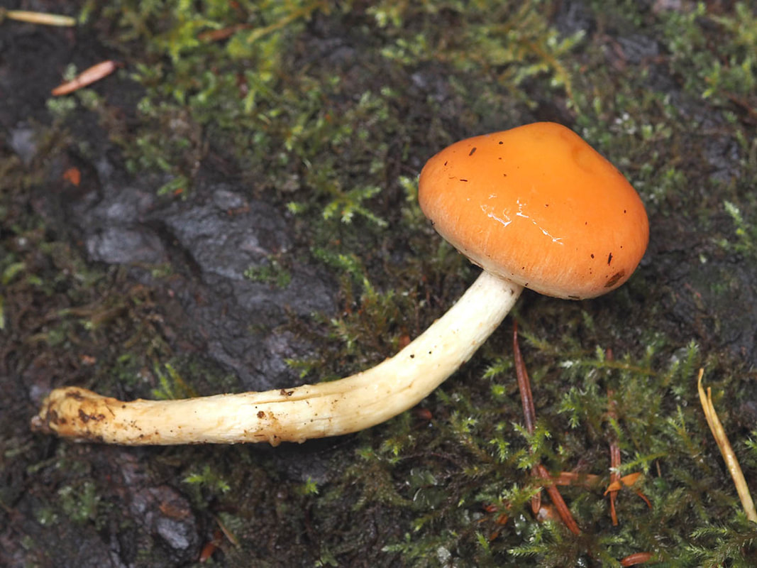 Hygrophorus reai 
