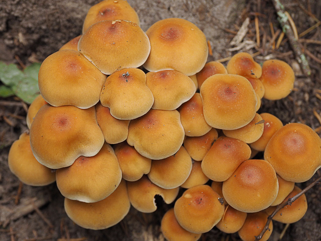 Hypholoma fasciculare (Sulfur tuft)