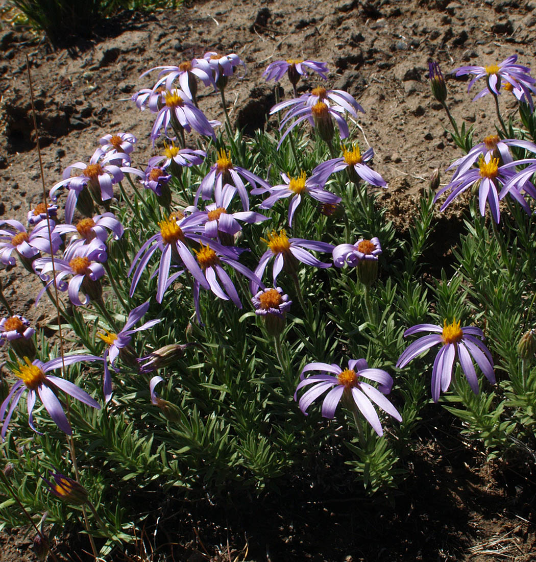 Ionactis alpina
