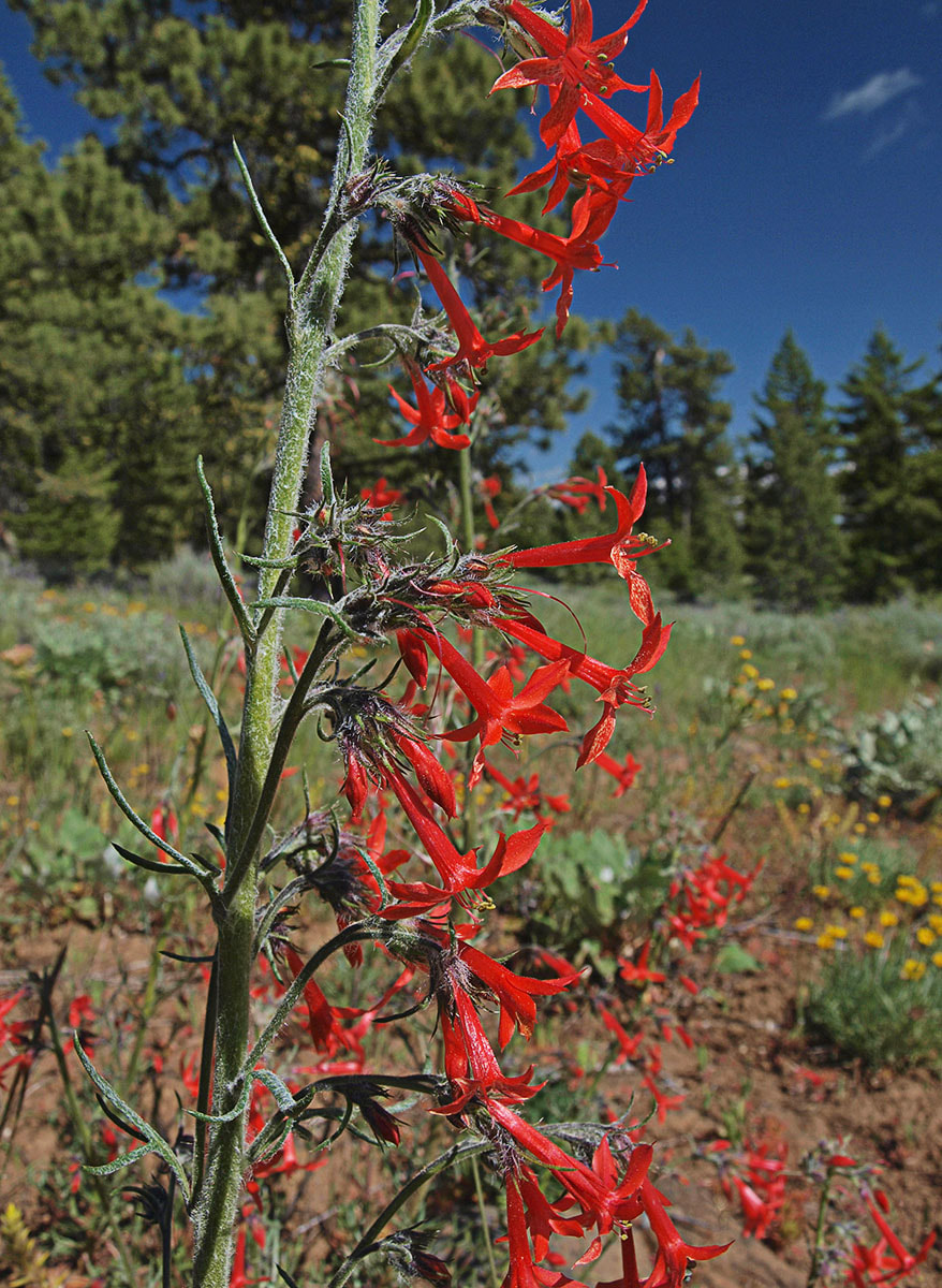 Ipomopsis aggregata ssp. aggregata