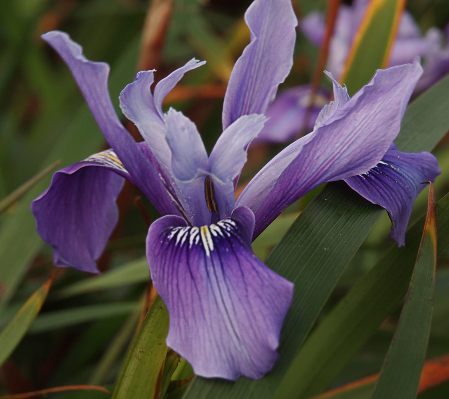 Iris douglasiana