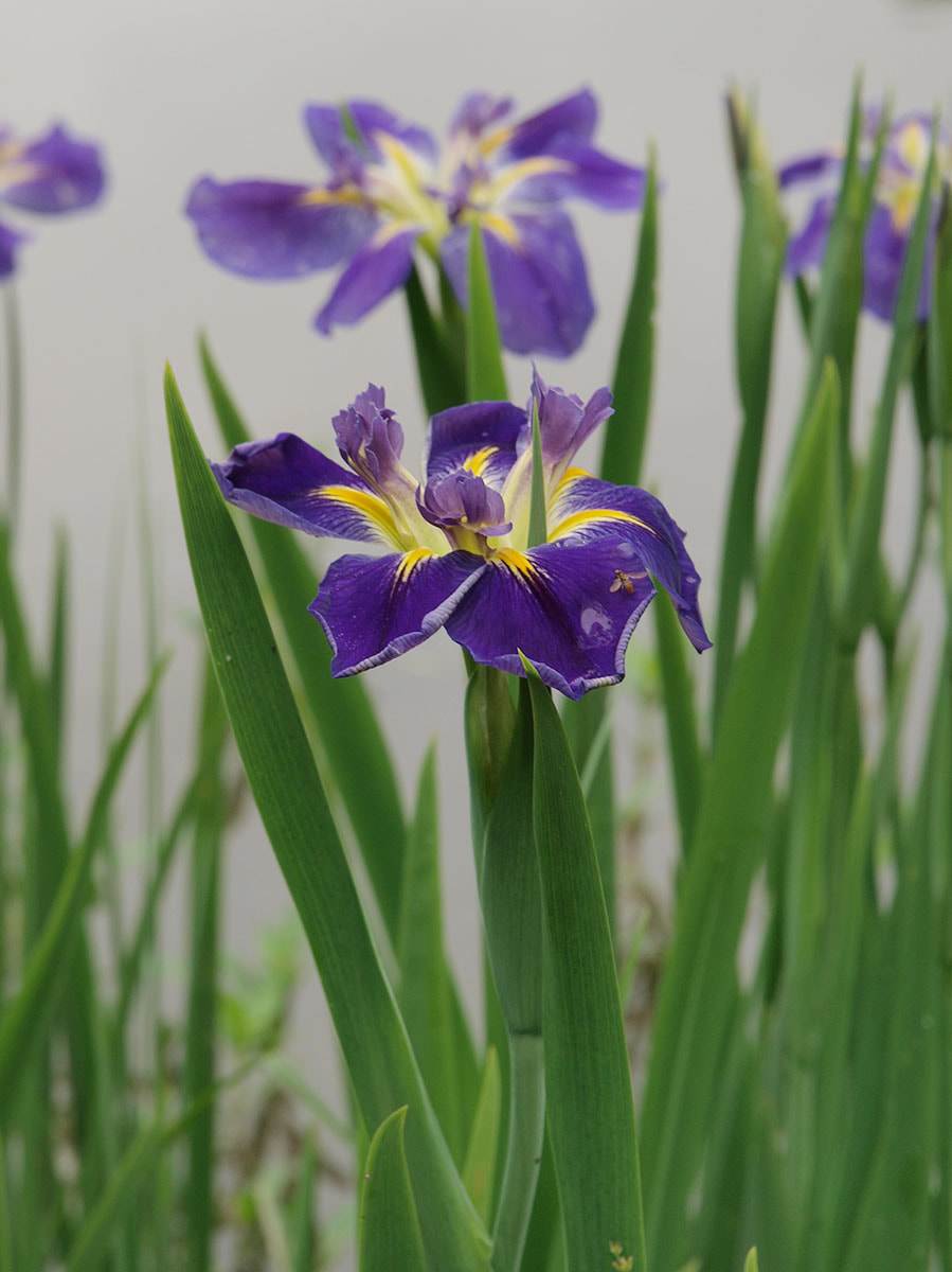 Iris giganticaerulea