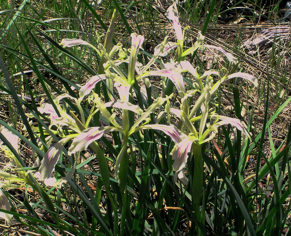 Iris hartwegii