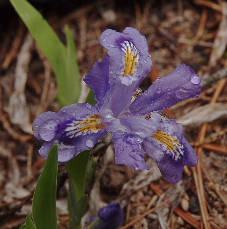 Iris lacustris