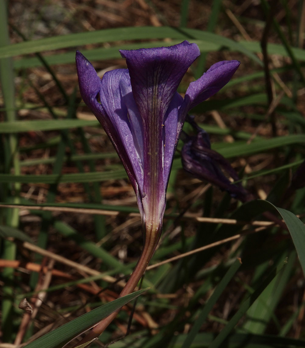 Iris macrosiphon
