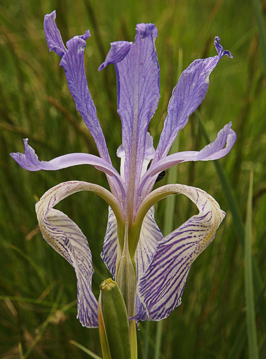 Iris missouriensis