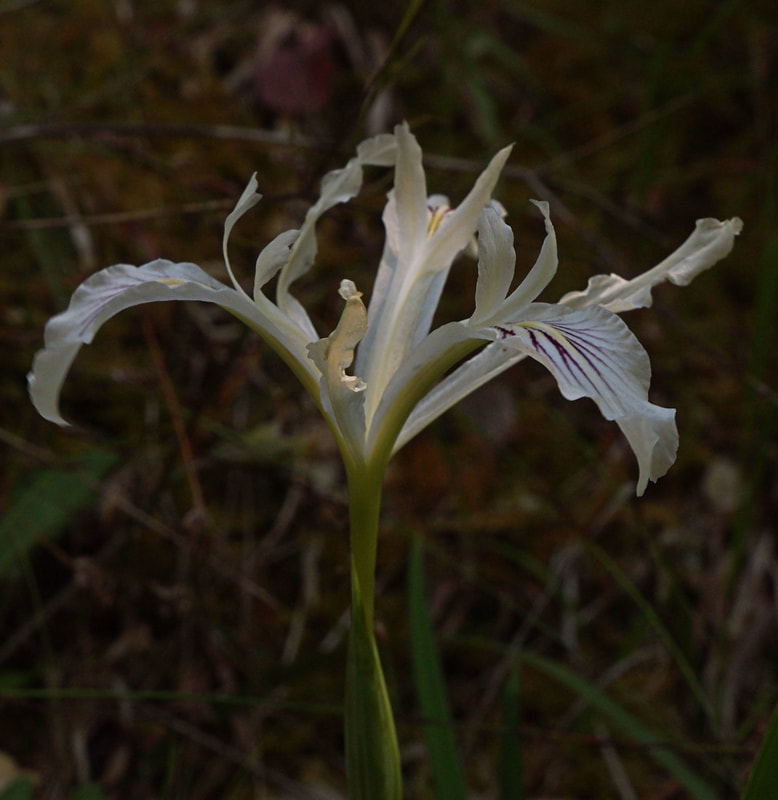 Iris purdyi